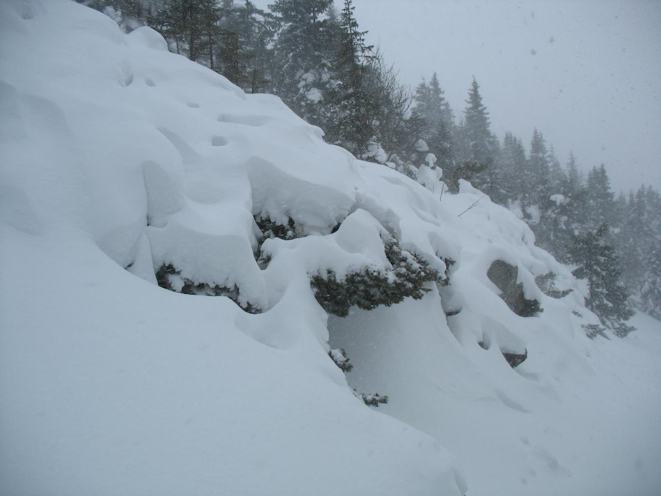 snowy trees