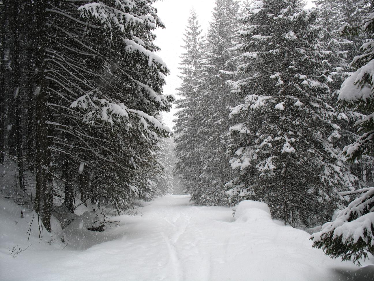 snowy track